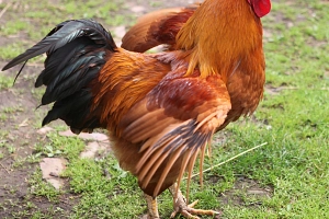 Hahn Auch Hausgeflügel ist von der Vogelgrippe bedroht und muss deshalb ab sofort in den Stall.