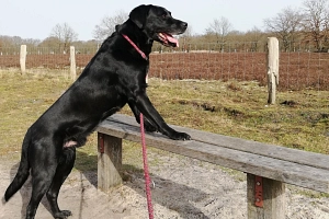 Leinenplicht für Hunde Brut- und Setzzeit